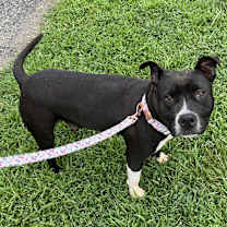 Thumbnail photo of Rosa #1