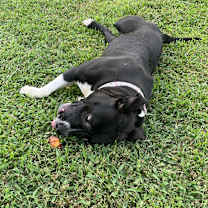 Thumbnail photo of Rosa #2