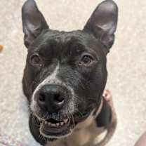 Thumbnail photo of Rosa #3