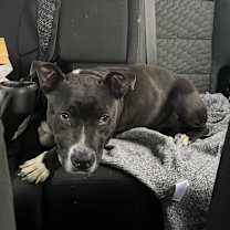 Thumbnail photo of Rosa #4