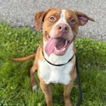 Thumbnail photo of Weston #1