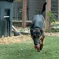 Thumbnail photo of Miss Piggy #3