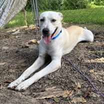 Thumbnail photo of Pearl #2