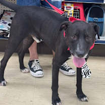 Thumbnail photo of Petrey #2