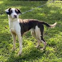 Thumbnail photo of Whiskey #2