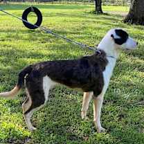 Thumbnail photo of Whiskey #3