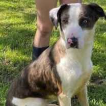 Thumbnail photo of Whiskey #4