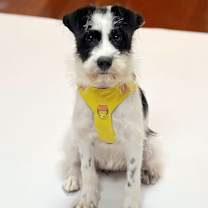 adopt-pet
