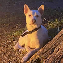 Thumbnail photo of Koda #1