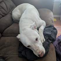 Thumbnail photo of Koda #4