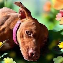 Thumbnail photo of Ruby #1