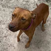 Thumbnail photo of Ruby #3