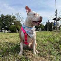 Thumbnail photo of Madame Wigglebutt (aka Segway) #4