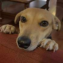 adopt-pet