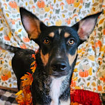 Thumbnail photo of Bunny #4