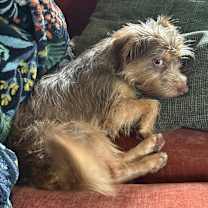 Thumbnail photo of Chocolate #3