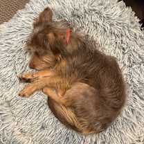 Thumbnail photo of Chocolate #4