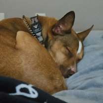 Thumbnail photo of GIBLET #3