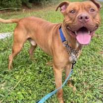 Thumbnail photo of Draco #1