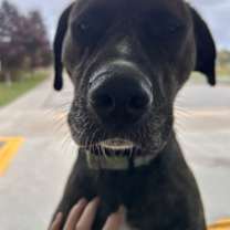 Thumbnail photo of Birch #2