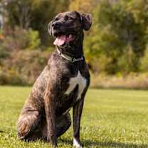 Thumbnail photo of Birch #3