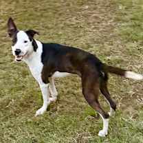 adopt-pet