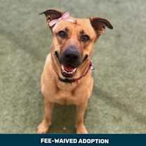 adopt-pet