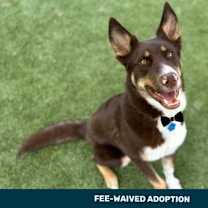 adopt-pet