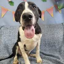 Thumbnail photo of Domino #2