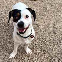 adopt-pet