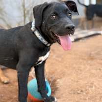 Thumbnail photo of Pepper #2