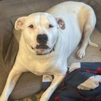 Thumbnail photo of Maurice in Dugspur VA #1