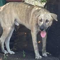 Thumbnail photo of Sampson #2