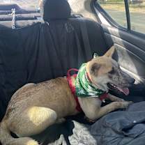 Thumbnail photo of Tiki #2