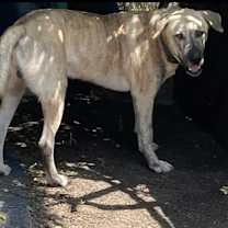 Thumbnail photo of Sampson #3