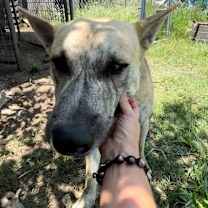 Thumbnail photo of Tiki #3