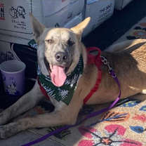 Thumbnail photo of Tiki #1