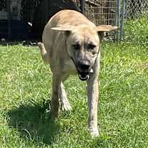 Thumbnail photo of Sampson #4