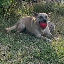 Thumbnail photo of Tiki #4