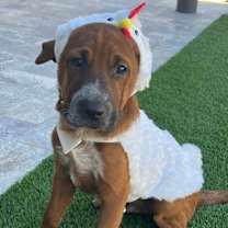 adopt-pet