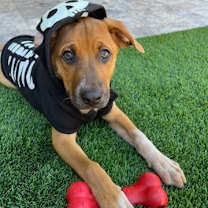 adopt-pet