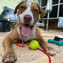 Thumbnail photo of Bandito #1