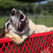 Thumbnail photo of Brew #2