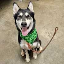 adopt-pet