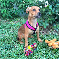 Thumbnail photo of ATENA GRACE #1