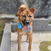 adopt-pet