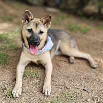 adopt-pet
