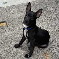 Thumbnail photo of Rhymes #1