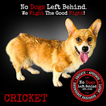 Thumbnail photo of Cricket 4157 #1