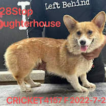 Thumbnail photo of Cricket 4157 #2